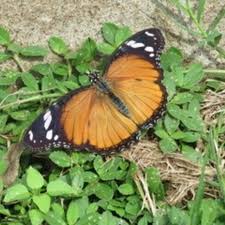 Image result for Mitrasacmopsis