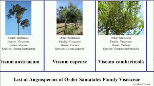 Image result for Viscum combreticola