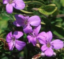 Image result for Barleria setosa