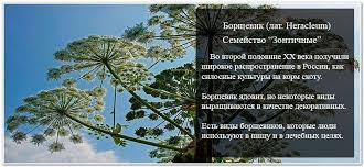 Как распознать, что перед вами именно ядовитое растение и чем оно так опасно? Borshevik Opisanie I Foto Istoriya Poyavleniya Chem On Opasen