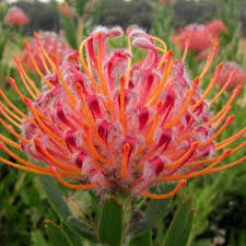 Image result for Leucospermum