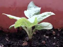 The stages of sunflower growth include seed germination, seedlings, mature plants and flower heads, which lead to the harvest of seeds. Growth Of The Dwarf Sunflower Youtube