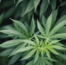 Cannabis in germany is legal for certain limited medical contexts, but illegal for recreational usage, though possession of minor amounts is not always prosecuted. Gesetzeslucke In Italien Boomt Das Geschaft Mit Cannabis Light Welt