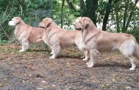 We did not find results for: Deciding To Get A Golden Field Vs Show Golden Golden Retriever Dog Forums