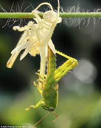 Learn vocabulary, terms and more with flashcards, games and other study tools. Patience Grasshopper The Incredible Moment Insect Sheds A Perfect Replica Of Itself Insects Bugs And Insects Grasshopper
