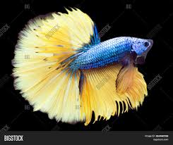 Betta species have successfully adapted to inhabit a variety of ecological niches from stagnant ditches to flowing hill streams including some extreme environments such as highly acidic peat swamp forests. Betta Mustard Halfmoon Image Photo Free Trial Bigstock