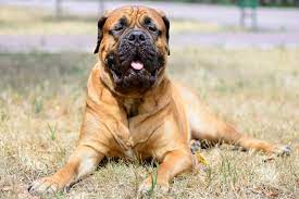 They are not only a bodyguard but also great companion and friend. Bandog Was Ist Ein Bandog Zooplus Hundemagazin