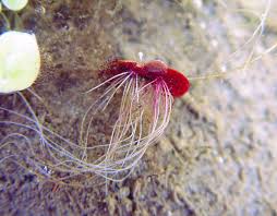 Image result for Spirodela