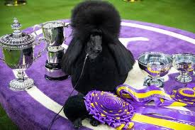 Siba's new life of fame! Siba The Standard Poodle Wins Westminster Dog Show The New York Times