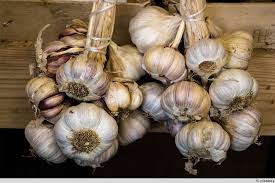 Wenn sie knoblauch im boden belassen, besteht die gefahr, dass er verfault. Knoblauch Anbauen Auspflanzen Ernte Vermehrung Selbstversorger De