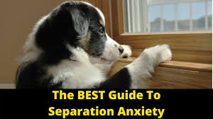 Separation anxiety is much harder for dogs to work through, though. How To Deal With Dog Separation Anxiety At Night