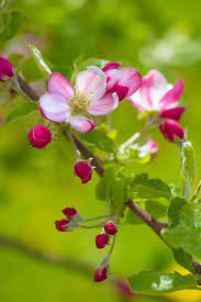 Pin On Flowers Breathtaking