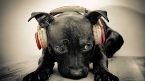 Cats vs dogs 1080x1080 (i.imgur.com). 43 Dog Hd Wallpapers 1920x1080 On Wallpapersafari