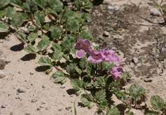 Image result for Dicerocaryum eriocarpum