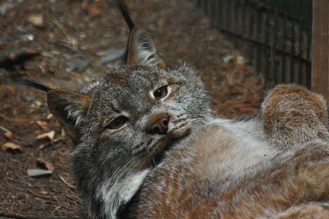 Happy Caturday from Sasquatch, Lehigh Valley Zoo's resident Canada Lynx! Canada  lynx are native to forest habitats of Canada, Montana, and Washington, and  their broad, snowshoe-like paws help them walk across the