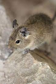 Oops Niedliche Tiere Seltene Tiere Tiere