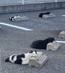 twi-douga (@douga_twi)  X