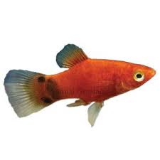 This Fish Has A Hidden Mickey Mickey Mouse Platy Live Fish Petsmart Pet Fish Pet Spray Tropical Fish Aquarium