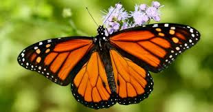 Αποτέλεσμα εικόνας για πεταλούδα μονάρχης