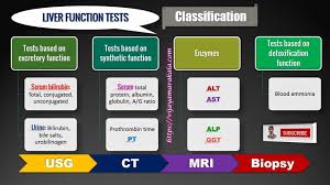 Image result for Liver Function Test