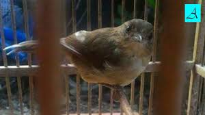 Mau tau cara terbaik membedakan burung murai batu yang sudah memasuki usia dewasa atau yang siap dijadikan inilah teknik cara membedakan burung murai batu jantan dan betina ketika masih dalam usia trotolan atau baru mulai muncul bulu. Pelanduk Semak Liar Cocok Buat Masteran By Ruly Nothink