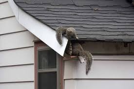 Image result for squirrel poop