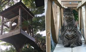 Please donate now so that more sick and injured cats, whether victims of abuse, abandonment or neglect, can be rescued, taken to a safe haven, and. Safety Father Creates Safe Haven For Cats