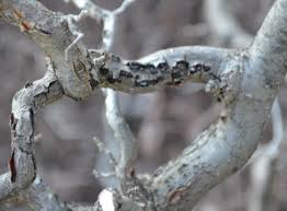 Maybe you would like to learn more about one of these? My Harry Lauder S Walking Stick Is Dying Mike S Backyard Nursery