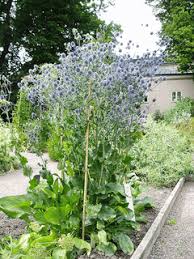 Image result for Erlangea remifolia