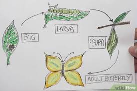 In this video you will learn how to draw. How To Draw The Parts Of A Butterfly Life Cycle 5 Steps