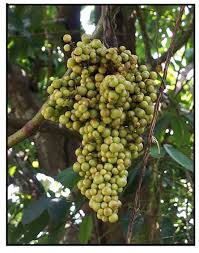 Image result for Ampelocissus