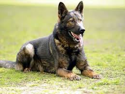 A dark sable shepherd is an excellent choice for people who have demanding personalities. Super Dark Sable German Shepherd Working Lines Ely Cambridgeshire Pets4homes