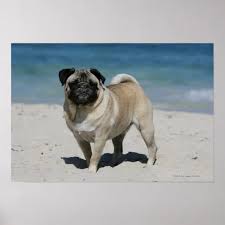 Fawn Pug at the Beach Poster