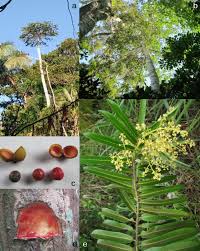 Image result for Myristicaceae