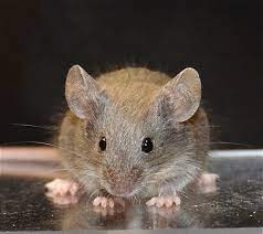 What Can Mice Chew Through Pet Mice Blog Co Uk