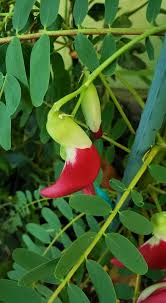 Image result for Aeschynomene glauca