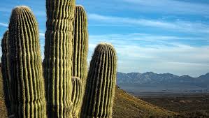 Some have arms that end up flipping down and pointing towards the ground, giving them an almost comical look. Diagram Diagram Of Saguaro Cactus Full Version Hd Quality Saguaro Cactus Toyotadiagrams Tavernademercanti It