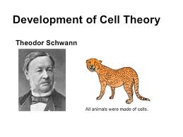 Check spelling or type a new query. Cell Theory Project Timeline Timetoast Timelines