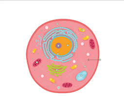 The cell is the basic unit of life. Die Tierische Zelle Naturwissenschaftsquiz
