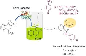 Like sulfuric acid, sulfonic acids are highly corrosive, they react vigorously with water, and can cause skin burns. Synthesis Of Substituted 4 Arylamino 1 2 Naphthoquinones In One Pot Reactions Using Cota Laccase As Biocatalyst Sousa 2020 Advanced Synthesis Amp Catalysis Wiley Online Library