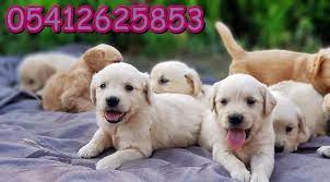 yavru golden golden retriever retriever