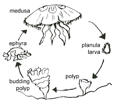 Aurelia Aurita Moon Jelly Fish Life Cycle Jellyfish Life Cycles