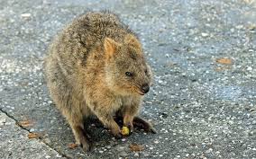 Our Favorite Hidden Gems In Australia Animals Australia Travel Australia