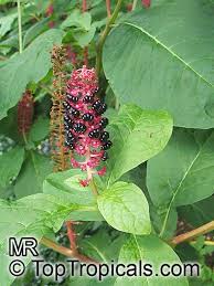 Image result for Phytolacca