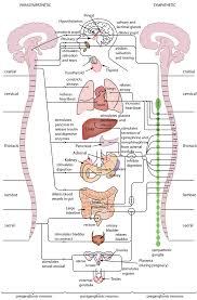 Image result for Sympathetic Nervous System