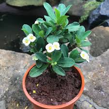 Image result for Euphorbia pfeilii