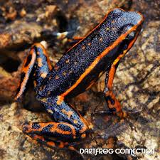 Image result for Triumfetta digitata