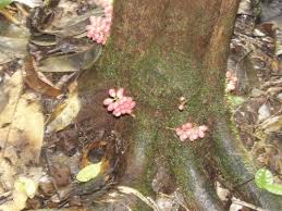 Image result for Maesobotrya