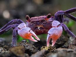 Image result for Crabbea kaessneri