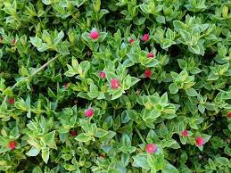 Heathers are low growing, evergreen shrubs that make excellent ground cover plants. Hearts And Flowers Succulent Landscaping Planting Succulents Ground Cover